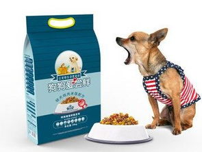 上海進口寵物食品全指南 必備證件與報關流程詳解